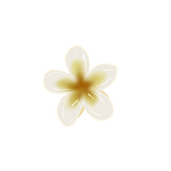 white frangipani flower
