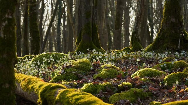 Fr&uuml;hlings Knotenblume oder M&auml;rzenbecher (Leucojum vernum), Laubwald, Morgen, Fr&uuml;hling, Sodenberg, Hammelburg, Rh&ouml;n, Bayern, Deutschland, Europa