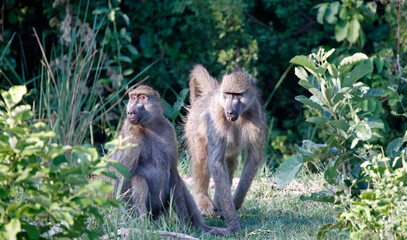 Family of baboons in Botswana