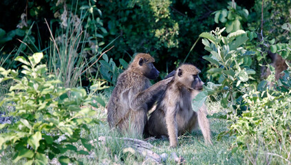 Family of baboons in Botswana