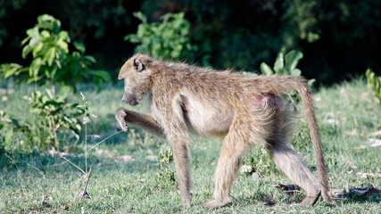 Family of baboons in Botswana
