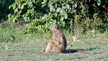 Family of baboons in Botswana