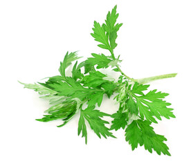 白背景に蓬の葉、フレッシュなヨモギの葉