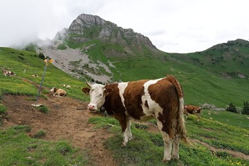 Naklejka premium Cows graze in the Alpine meadows near Schynige Platte. Switzerland. Europe. 