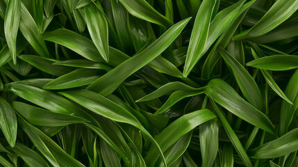 Fototapeta premium Lush green leaves texture for natural background design and decoration