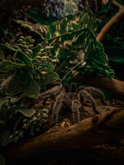A brown spider sits under the green leaves of a plant