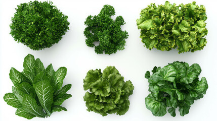 Obraz premium Variety of fresh gourmet lettuce leaves arranged on white background for culinary design