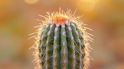 Close-up of a vibrant green cactus with sharp spines, bathed in warm sunset light.