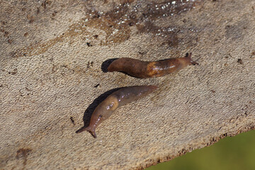 Close up two Brown field slugs (Deroceras invadens) on the underside of a piece of tree bark. Family Agriolimacidae. Dutch garden, Spring, March, Netherlands