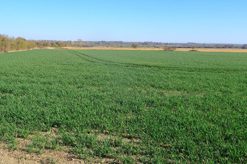 Colourful green fields in the South Kent countruside