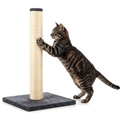 Tabby Kitten Using Scratching Post