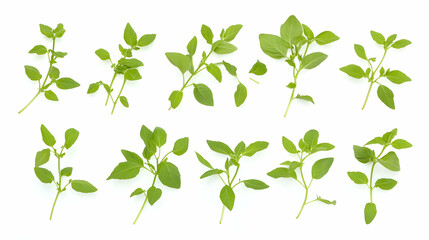 Fototapeta premium Fresh Basil Sprigs Isolated on White Background, Culinary Herb Collection for Recipes