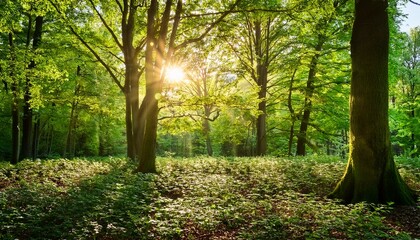 Naklejka premium scenic wooded area of sparkling green deciduous timber framed with the aid of leaves with the sun casting its heat rays thru the foliage