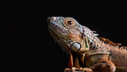 Iguana on a black background