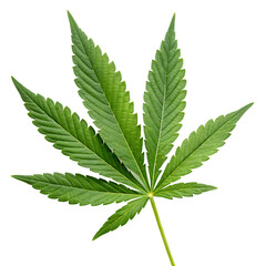 Cannabis leaf isolated on transparent background