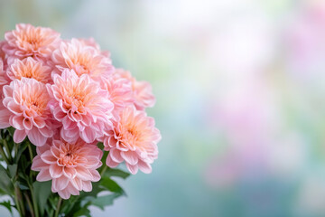 Soft pink dahlias in bloom with dreamy blurred background © MastersedZ