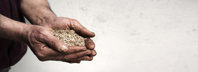 Old hands with wheats