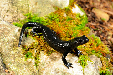 Alpensalamander // Alpine salamander (Salamandra atra) - Füssen, Deutschland