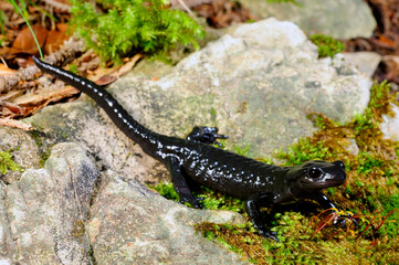 Alpensalamander // Alpine salamander (Salamandra atra) - Füssen, Deutschland