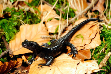Alpensalamander // Alpine salamander (Salamandra atra) - Füssen, Deutschland