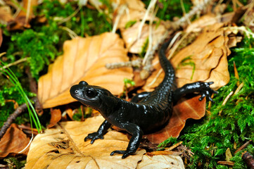 Alpensalamander // Alpine salamander (Salamandra atra) - Füssen, Deutschland