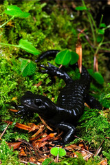 Alpensalamander // Alpine salamander (Salamandra atra) - Füssen, Deutschland