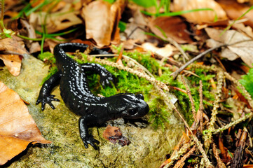 Alpensalamander // Alpine salamander (Salamandra atra) - Füssen, Deutschland