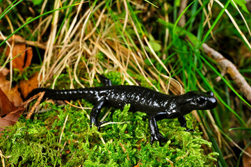 Alpensalamander // Alpine salamander (Salamandra atra) - Füssen, Deutschland