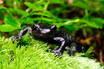 Alpensalamander // Alpine salamander (Salamandra atra) - Füssen, Deutschland