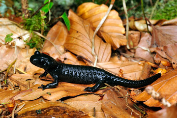 Alpensalamander // Alpine salamander (Salamandra atra) - Füssen, Deutschland