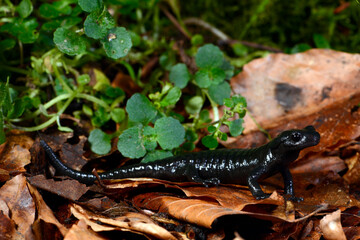 Alpensalamander // Alpine salamander (Salamandra atra) - Allgäu, Deutschland