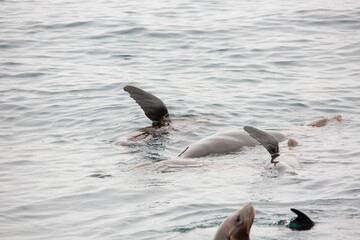 Obraz premium A view of a group of sea lions warming their bodies by lifting a flipper into the air, seen off the coast of Newport Beach, California.