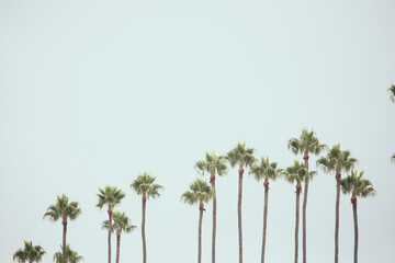 Fototapeta premium A view of several California style palm trees, as a background.