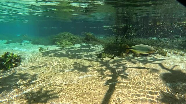 Menina fazendo mergulho com snorkel no Rio Sucur&iacute;, Bonito MT, Brasil
