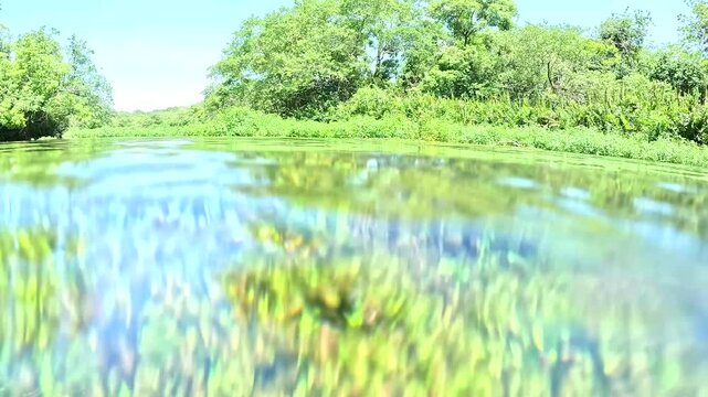 Plantas y peces en el r&iacute;o Sucur&iacute;, Bonito MT, Brasil