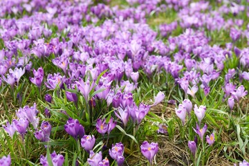 Naklejka premium Spring field with crocus flowers