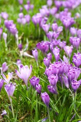 Spring field with crocus flowers