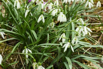The first white spring snowdrops with crocus flowers. High quality photo