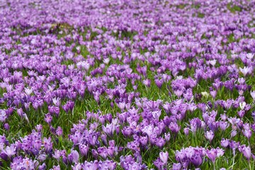 Naklejka premium Spring field with crocus flowers