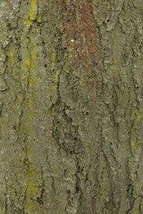 Tree bark background, close up view