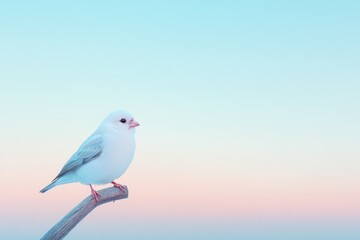 Obraz premium capture serene image of lone bird resting quietly on wooden branch against tranquil clear sky
