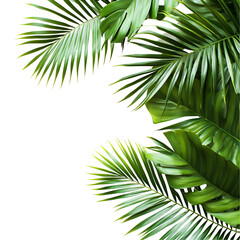Lush Green Tropical Palm Leaves Frame Black Background