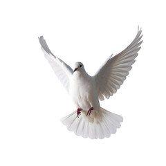 Obraz premium white dove flying