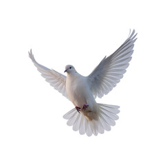 white dove flying