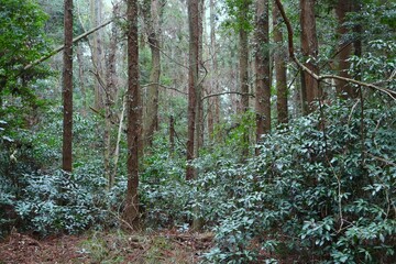 青木ヶ原樹海 富士の樹海 富士山麓