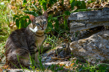 Tricoloured tabby cat, kitten sat in a wild garden.