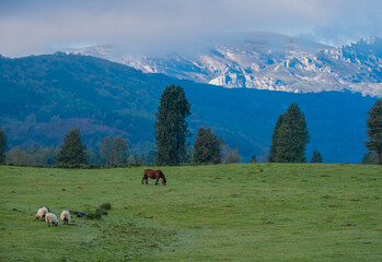 Ovejas y caballos pastando en las faldas de la montaña