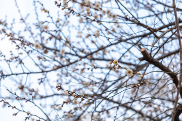 Flower buds on the branches during early spring, start blooming