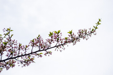Close up of Pot Kot or Cherry Blossom in spring, in Seoul, South Korea