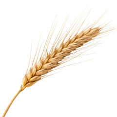 Wheat kew isolated on transparent background
